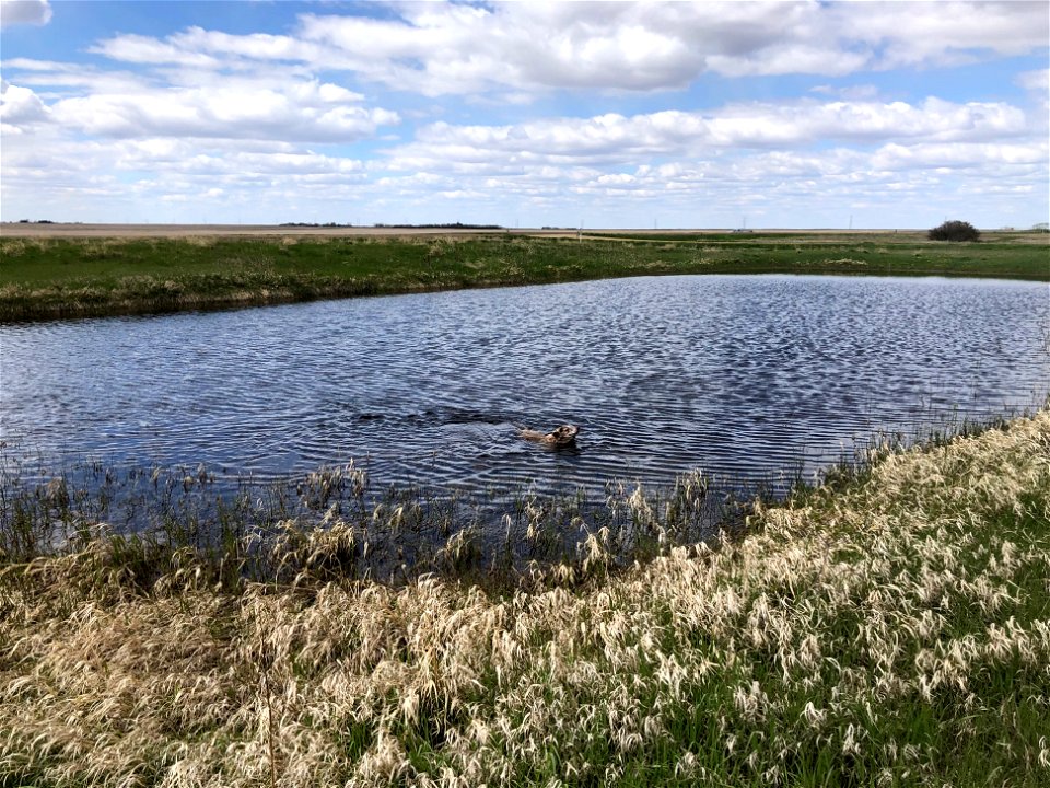 Making Use of the front Slough