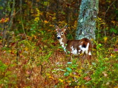 Piebald Deer photo