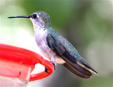 499 - BLACK-CHINNED HUMMINGBIRD (02-04-2023) americana rv park, palmview, hidalgo co, tx -01