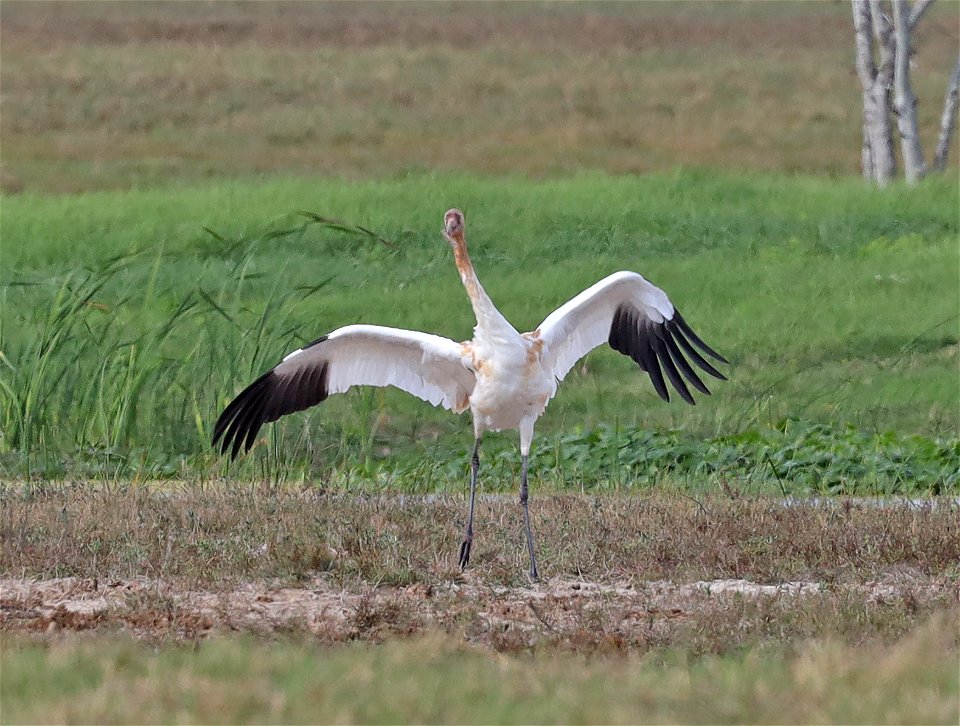 251 - WHOOPING CRANE (12-17-2021) 4th street, goose island, refugio co, tx -18