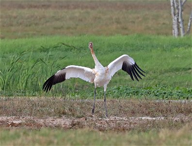 251 - WHOOPING CRANE (12-17-2021) 4th street, goose island, refugio co, tx -18