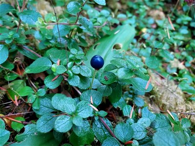 Queen's cup berry, Mt. Baker-Snoqualmie National Forest. Photo by Anne Vassar Aug. 10, 2021.