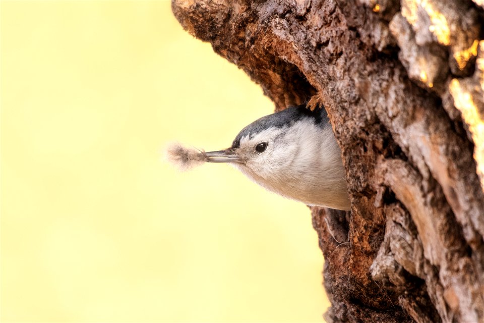 White-breasted nuthatch