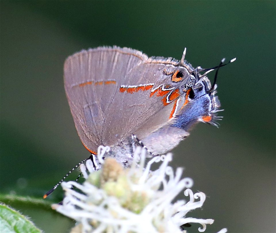 GROUNDSTREAK, DUSKY-BLUE (Calycopis cecrops) (12-09-2022) national buttrerfly center, mission, hidalgo co, tx -02