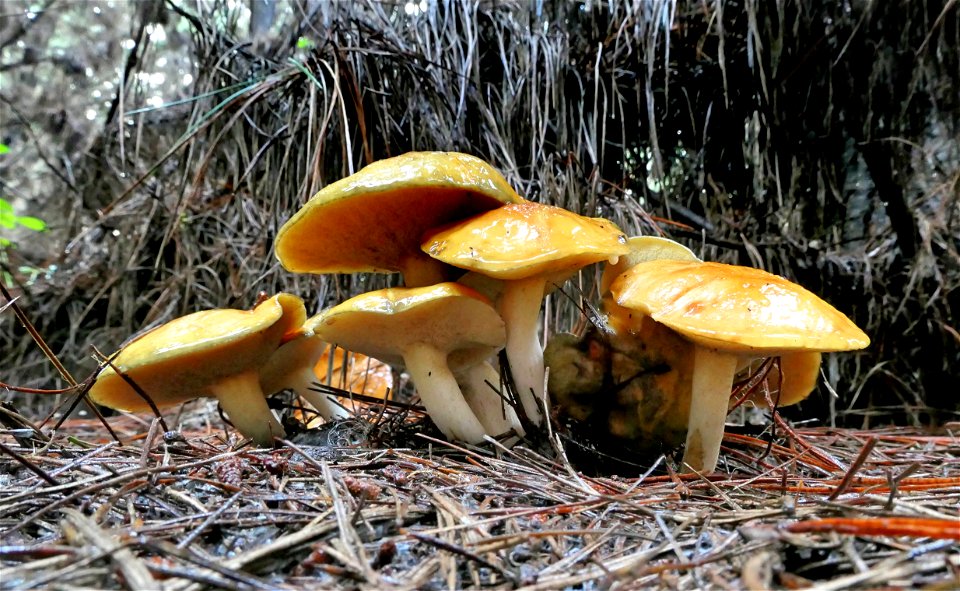 Suillus sp. photo