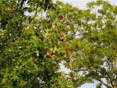 Roosting Monarch Butterflies photo