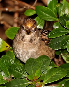 898 - GOLDEN-CROWNED SPARROW (11-03-2021) crescent city, del norte co, ca -02