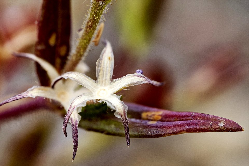 Microsteris gracilis var. humilior