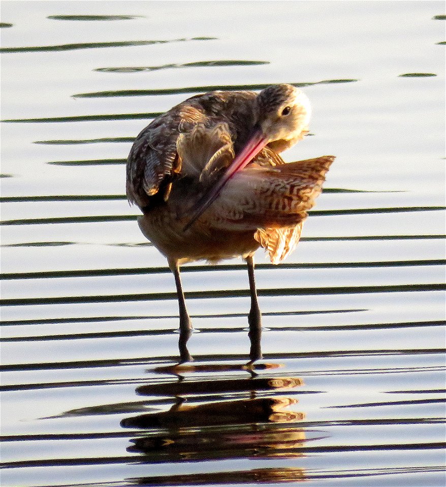 304 - MARBLED GODWIT (10-2-2021) elk creek outlet, crescent city, ca -03