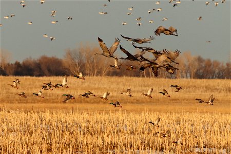 Spring Migration of Sandhill Cranes and Waterfowl Huron Wetland Management District photo