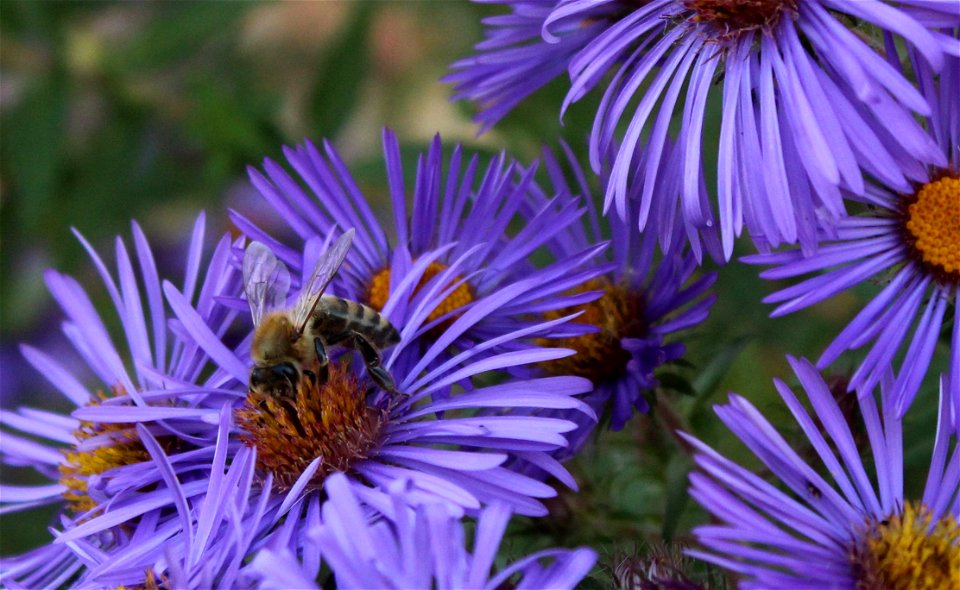 Western Honey Bee Huron Wetland Management District South Dakota