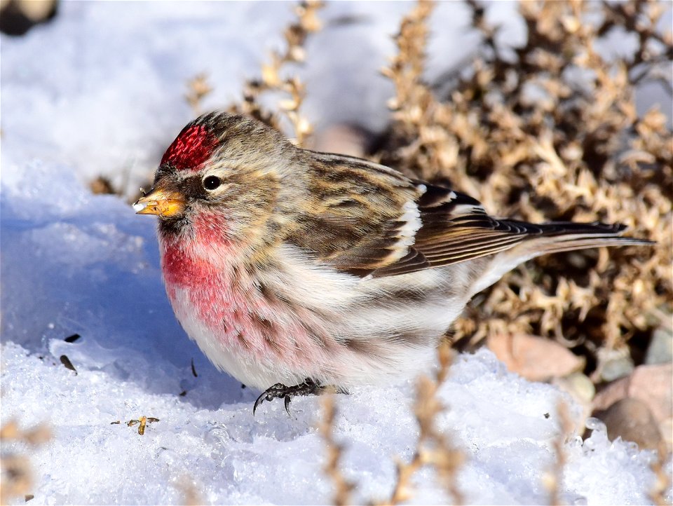 Common redpoll at Seedskadee National Wildlife Refuge