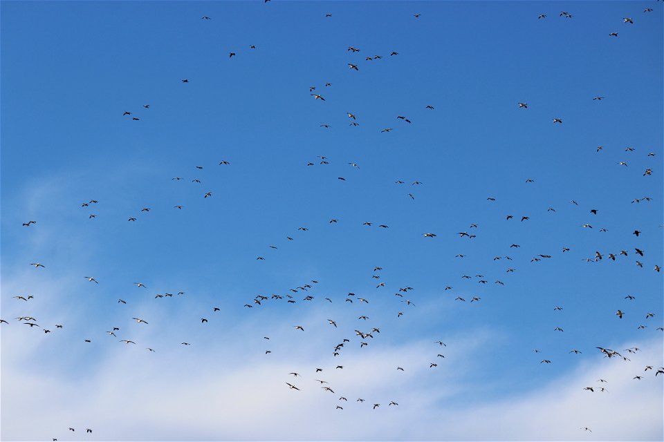 Snow Geese Clouds Lake Andes Wetland Management District South Dakota