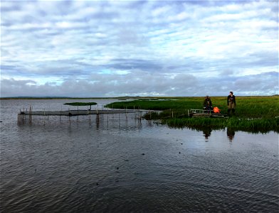Duck banding operations, Kgun Lake photo