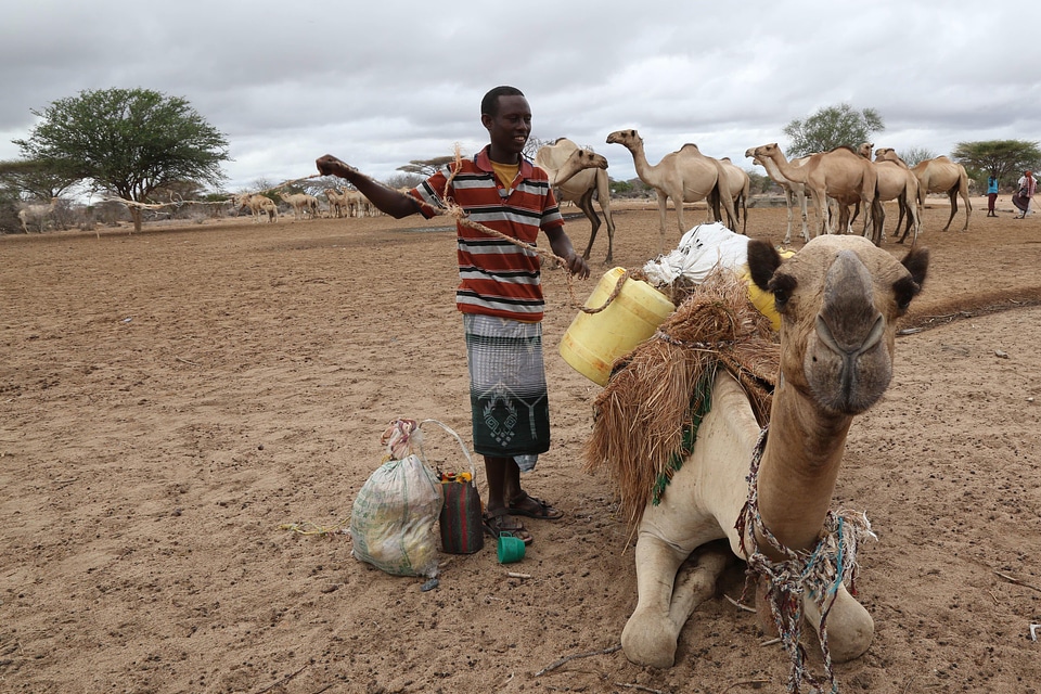 Farming breeding camel