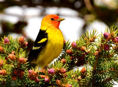 Western tanager at Seedskadee National Wildlife Refuge