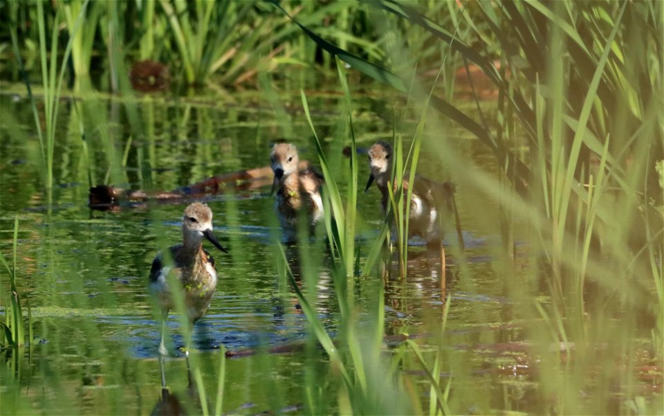 Juvenile American Avocets Huron Wetland Management District