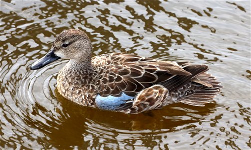 032 - BLUE-WINGED TEAL (12-13-2022) female, birding center, south padre island, cameron co, tx -03