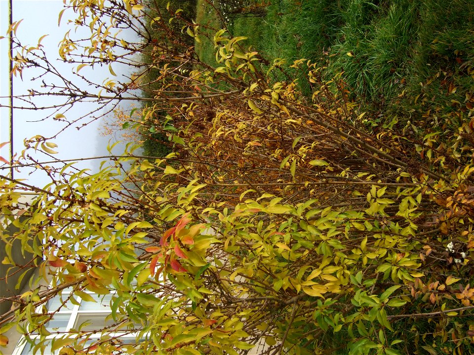 toamna2009_1120_091920
