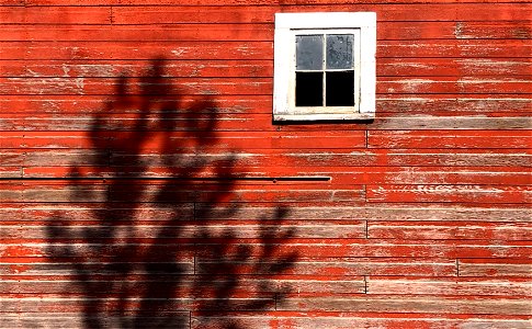 Trees Playing Shadow Puppets