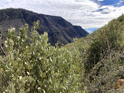 A.B. Young Trail