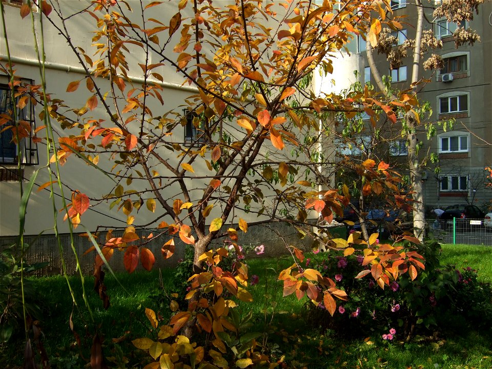 toamna2009_1121_115611