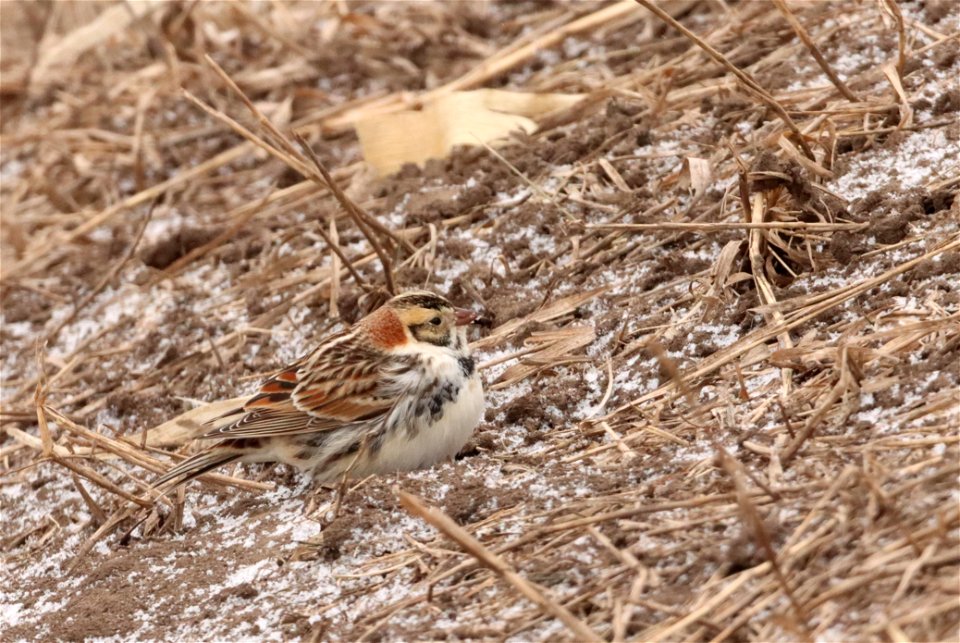 Lapland Longspur Huron Wetland Management District photo