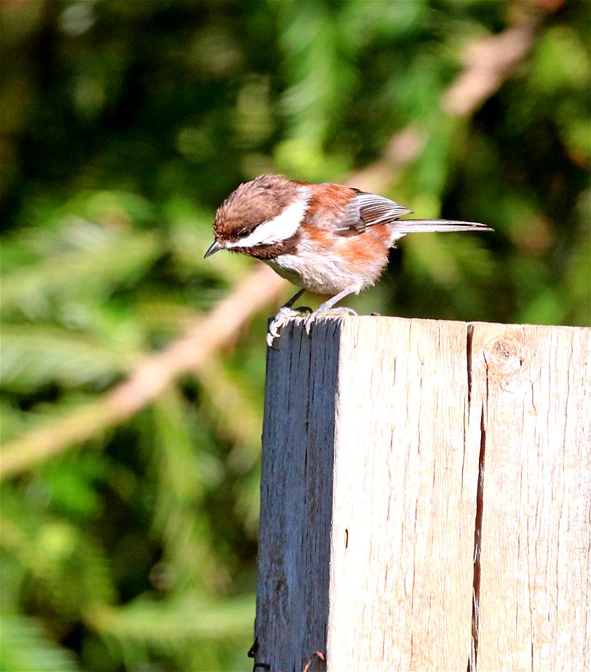 675 - CHESTNUT-BACKED CHICKADEE (5-23-2021) yard, crescent city, ca -01