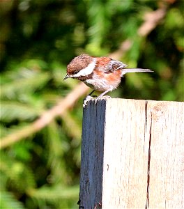675 - CHESTNUT-BACKED CHICKADEE (5-23-2021) yard, crescent city, ca -01