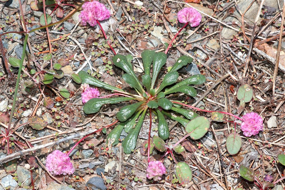 FLOWER, sp (6-16-2021) approx 4200 ft, along ship mt rd, smith river n rec area, del norte co, ca -01