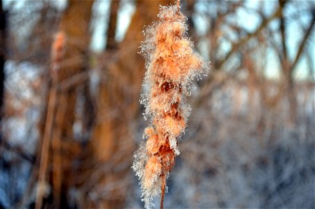 Morning Cattail Frost photo