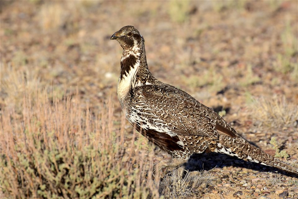 Greater sage-grouse at Seedskadee National Wildlife Refuge