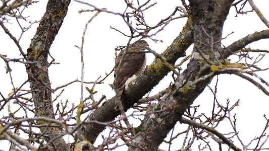 Der Sperber lauert gut getarnt im Walnussbaum