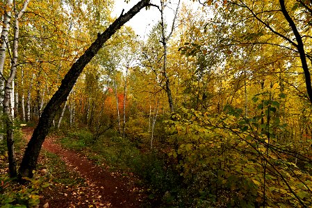 Fall colors along a hiking trail photo