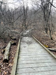 Limberlost Before (2)