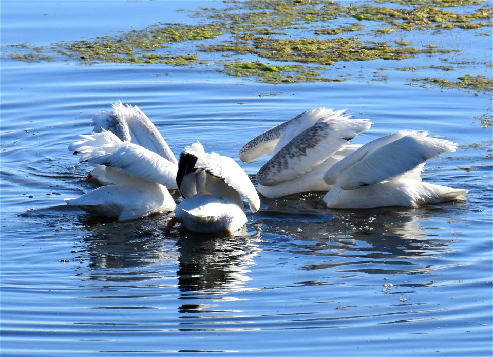 American white pelican at Seedskadee National Wildlife Refuge