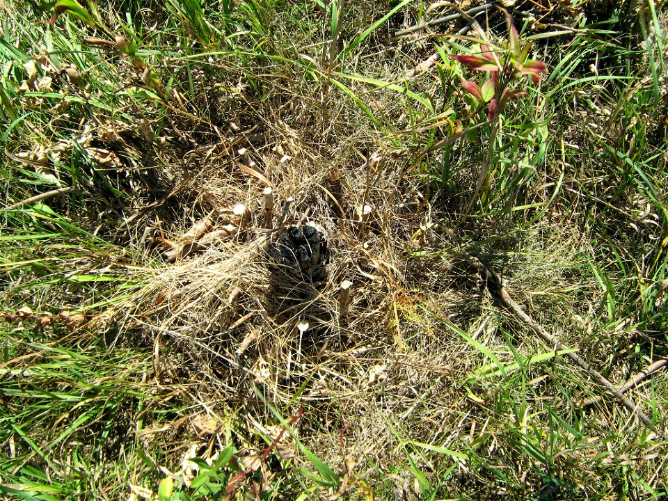 Grazing allows us to see tree resprouts