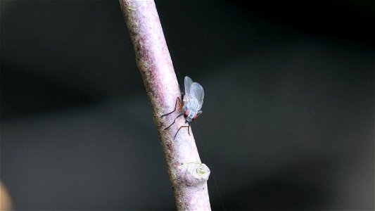 Phaonia sp. auf Ast