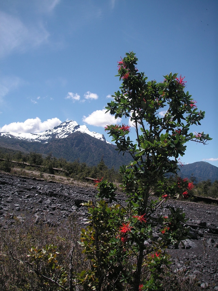 Chile volcano bush