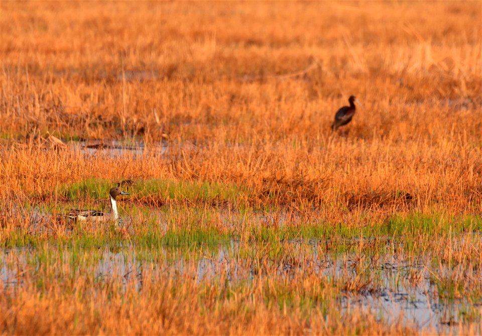 Northern pintail on Seedskadee National Wildlife Refuge