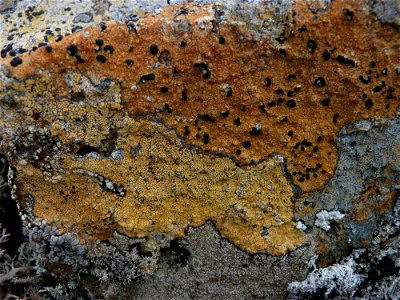 Crustose Lichen_7-13-10 photo