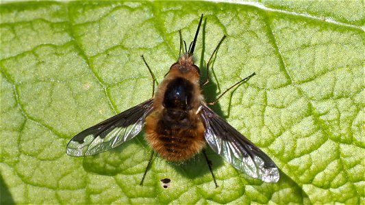 Bombylius major (Großer Wollschweber) - Weibchen