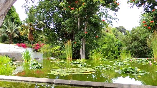 El Jardín de Aclimatación de La Orotava de Puerto de la Cruz, Tenerife, Islas Canarias.