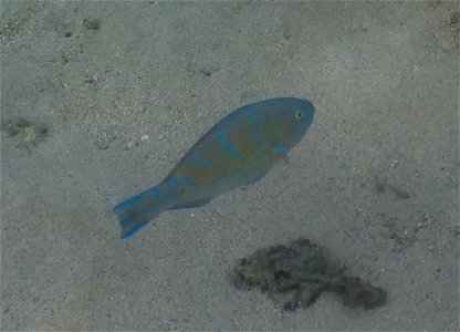Scarus ghobban 1
