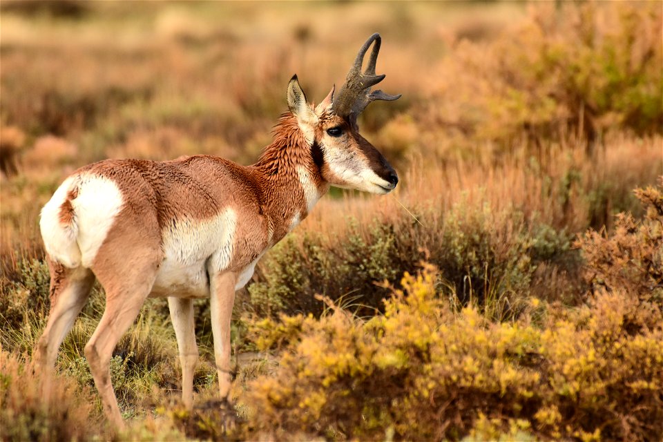 Pronghorn at Seedskadee National Wildlife Refuge