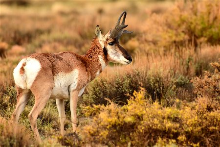 Pronghorn at Seedskadee National Wildlife Refuge