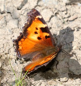 TORTOISESHELL, CALIFORNIA (Nymphalis californica) (6-28-2021) 4900 ft, bear basin meadow, smith river nat rec area, del norte co, ca -01