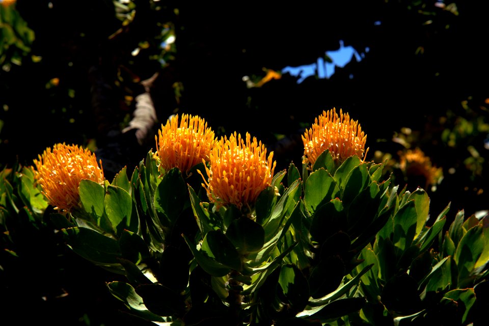UC Santa Cruz Arboretum