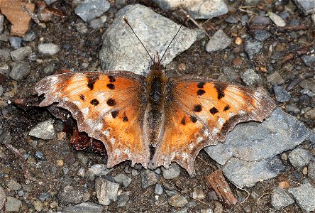 COMMA, HOARY (Polygonia gracilis) (07-19-2022) hart pass-slate peak, okanogan co, wa -07