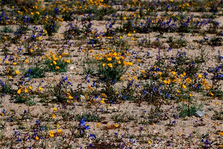 Wildflowers in a desert wash photo